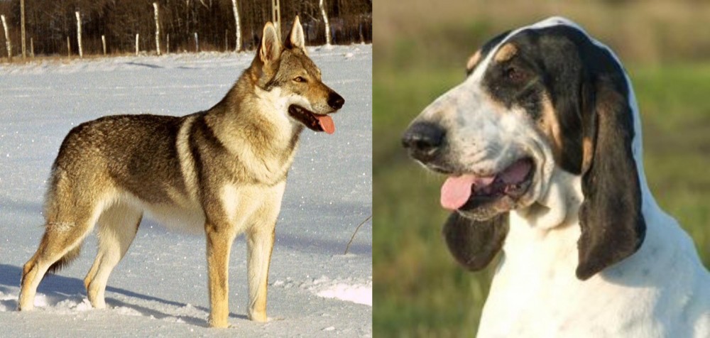 Grand Gascon Saintongeois vs Czechoslovakian Wolfdog - Breed Comparison