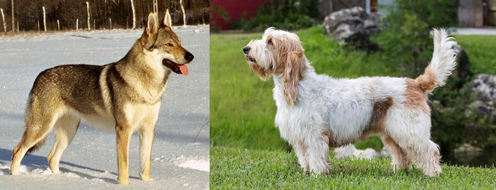 Grand Griffon Vendeen vs Czechoslovakian Wolfdog - Breed Comparison