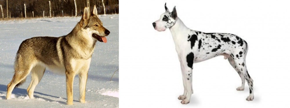 Great Dane vs Czechoslovakian Wolfdog - Breed Comparison