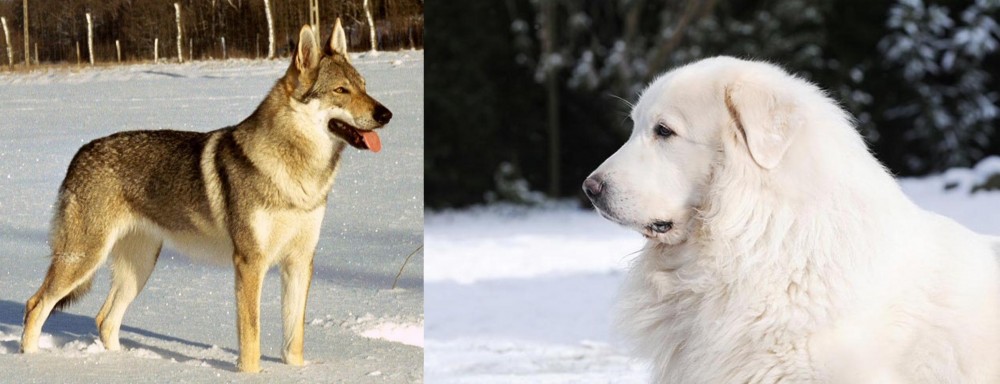 Great Pyrenees vs Czechoslovakian Wolfdog - Breed Comparison