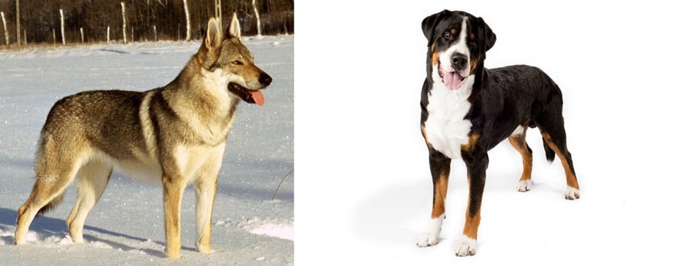 Greater Swiss Mountain Dog vs Czechoslovakian Wolfdog - Breed Comparison
