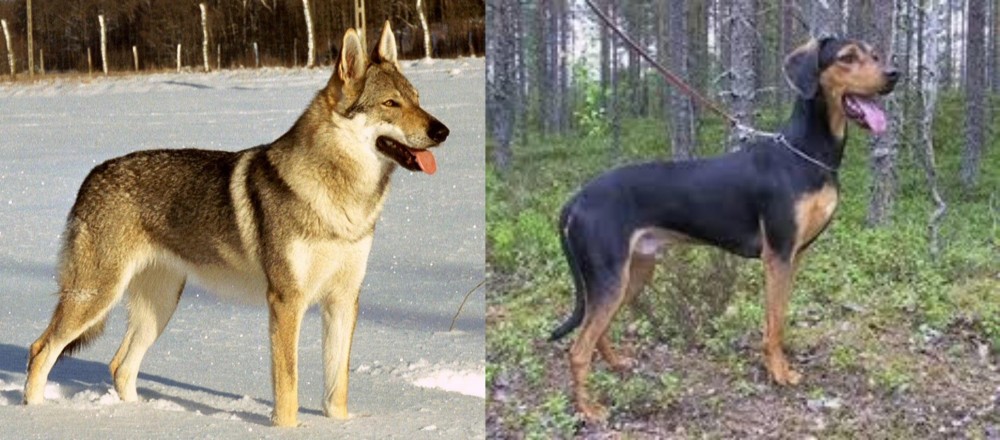 Greek Harehound vs Czechoslovakian Wolfdog - Breed Comparison
