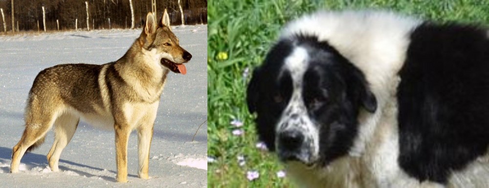 Greek Sheepdog vs Czechoslovakian Wolfdog - Breed Comparison