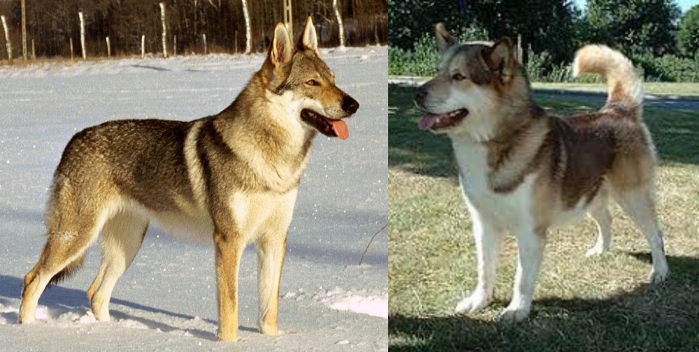 Greenland Dog vs Czechoslovakian Wolfdog - Breed Comparison
