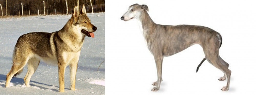 Greyhound vs Czechoslovakian Wolfdog - Breed Comparison