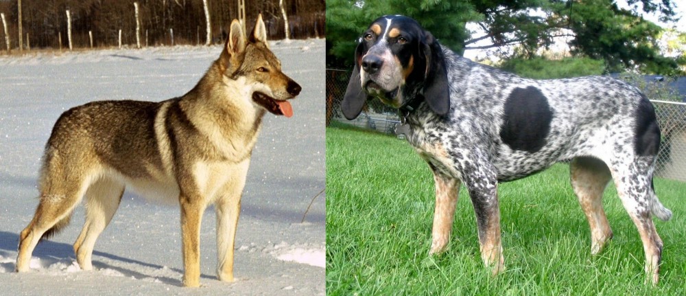 Griffon Bleu de Gascogne vs Czechoslovakian Wolfdog - Breed Comparison