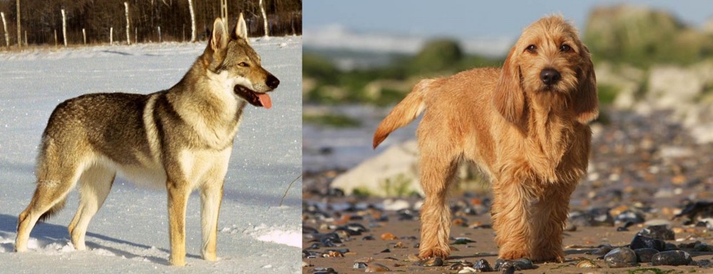 Griffon Fauve de Bretagne vs Czechoslovakian Wolfdog - Breed Comparison