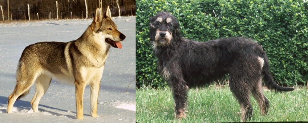 Griffon Nivernais vs Czechoslovakian Wolfdog - Breed Comparison