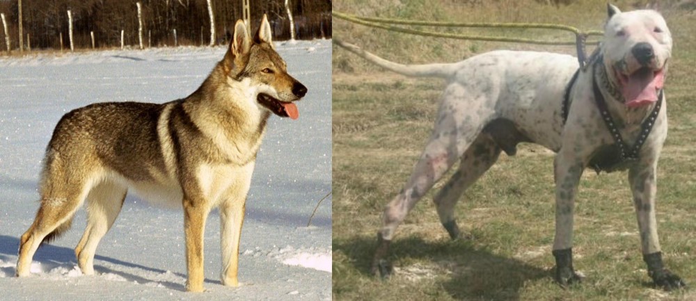 Gull Dong vs Czechoslovakian Wolfdog - Breed Comparison