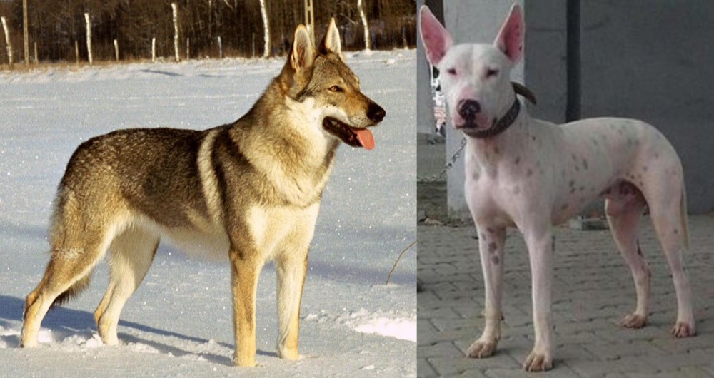 Gull Terr vs Czechoslovakian Wolfdog - Breed Comparison