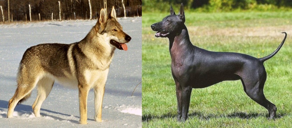 Hairless Khala vs Czechoslovakian Wolfdog - Breed Comparison