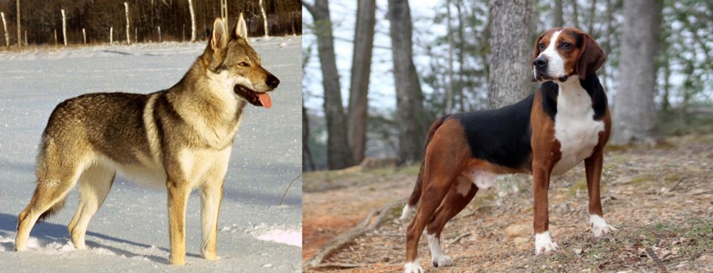 Hamiltonstovare vs Czechoslovakian Wolfdog - Breed Comparison