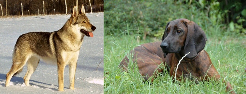 Hanover Hound vs Czechoslovakian Wolfdog - Breed Comparison