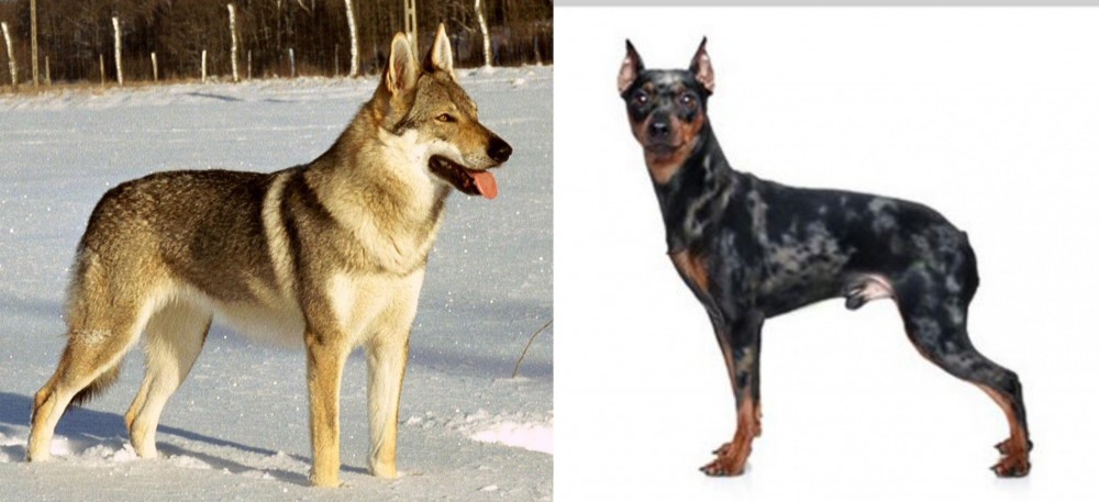 Harlequin Pinscher vs Czechoslovakian Wolfdog - Breed Comparison