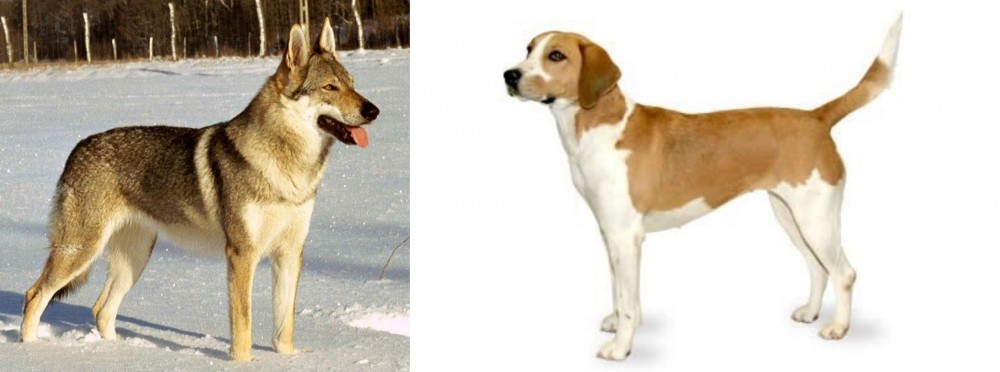 Harrier vs Czechoslovakian Wolfdog - Breed Comparison
