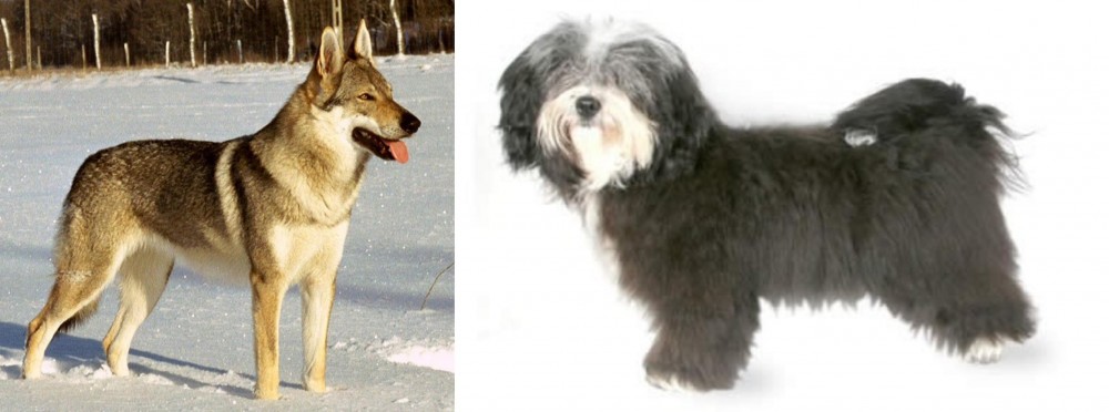 Havanese vs Czechoslovakian Wolfdog - Breed Comparison