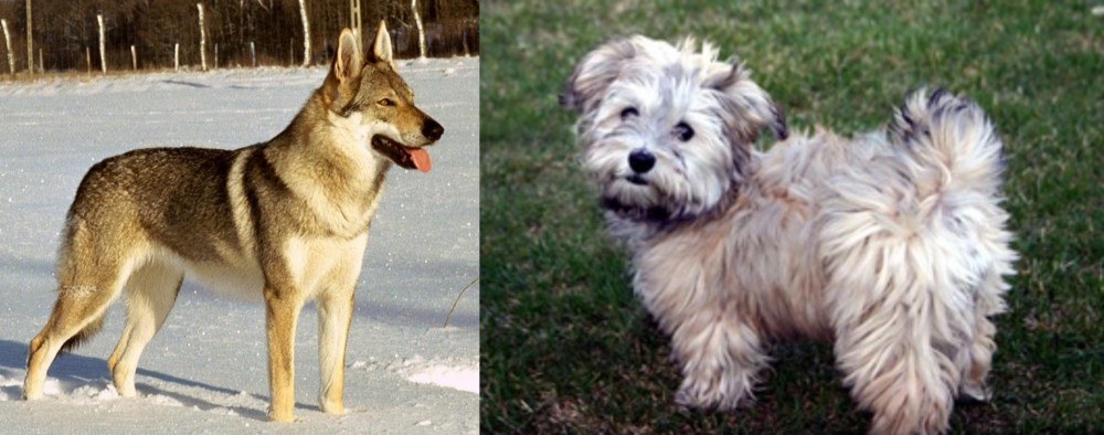 Havapoo vs Czechoslovakian Wolfdog - Breed Comparison