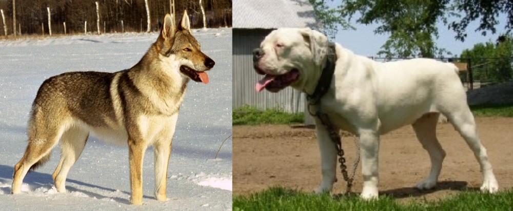 Hermes Bulldogge vs Czechoslovakian Wolfdog - Breed Comparison