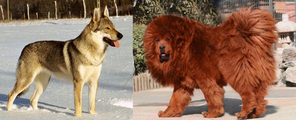Himalayan Mastiff vs Czechoslovakian Wolfdog - Breed Comparison