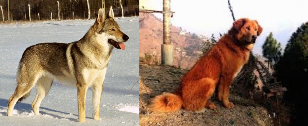 Himalayan Sheepdog vs Czechoslovakian Wolfdog - Breed Comparison