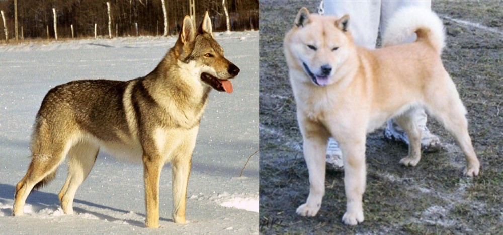 Hokkaido vs Czechoslovakian Wolfdog - Breed Comparison