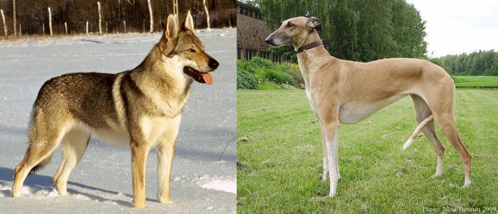 Hortaya Borzaya vs Czechoslovakian Wolfdog - Breed Comparison