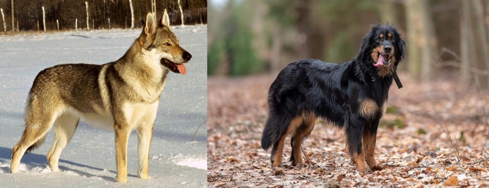 Hovawart vs Czechoslovakian Wolfdog - Breed Comparison