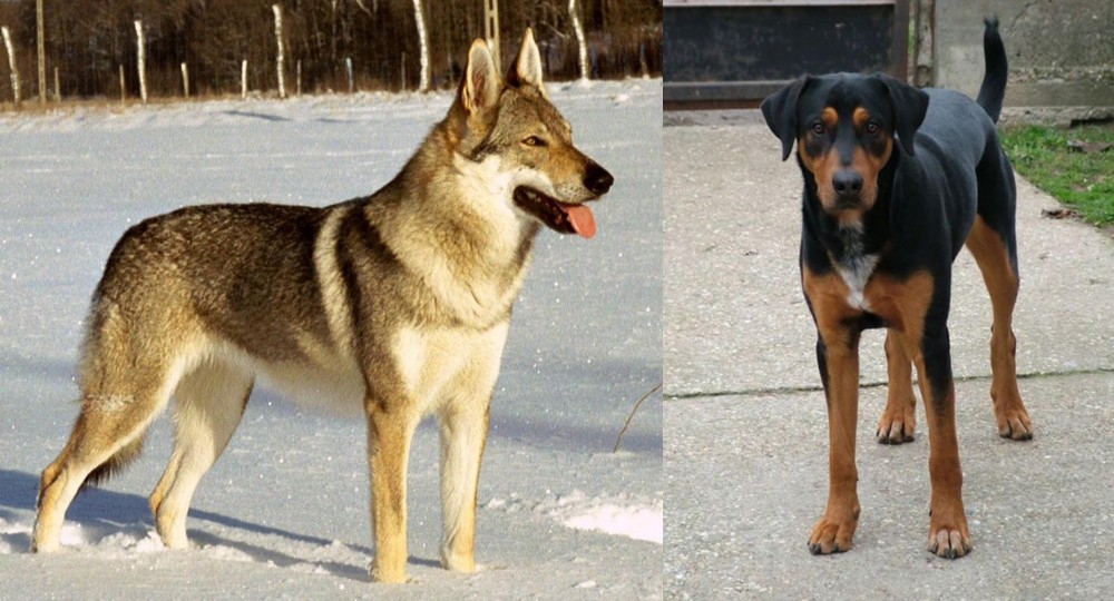 Hungarian Hound vs Czechoslovakian Wolfdog - Breed Comparison
