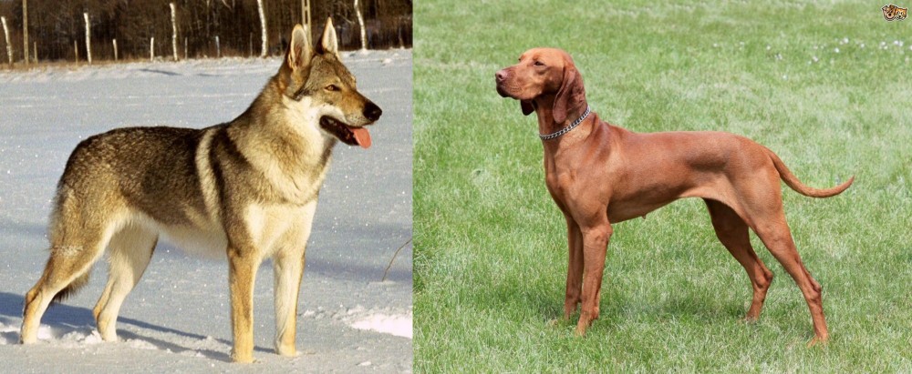 Hungarian Vizsla vs Czechoslovakian Wolfdog - Breed Comparison