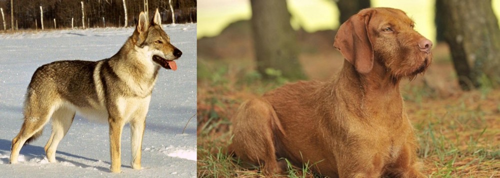 Hungarian Wirehaired Vizsla vs Czechoslovakian Wolfdog - Breed Comparison