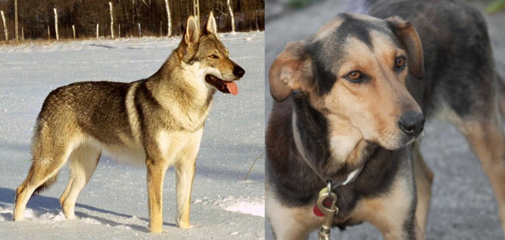 Huntaway vs Czechoslovakian Wolfdog - Breed Comparison