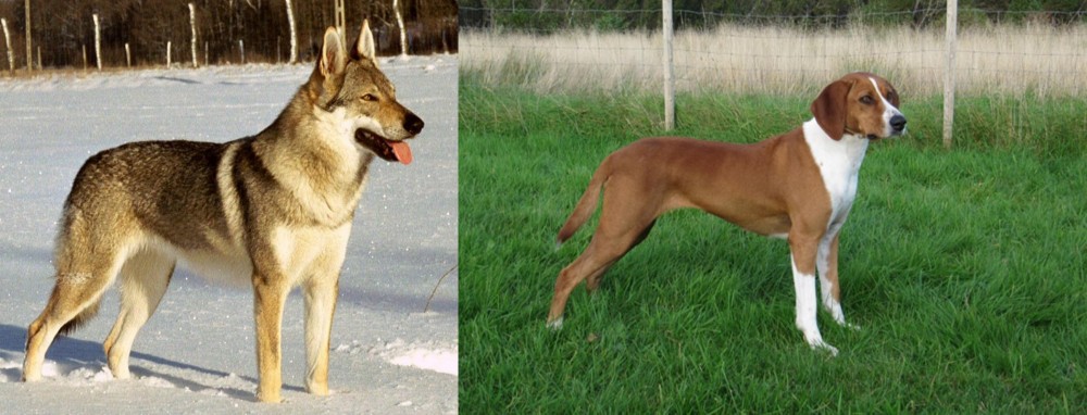 Hygenhund vs Czechoslovakian Wolfdog - Breed Comparison