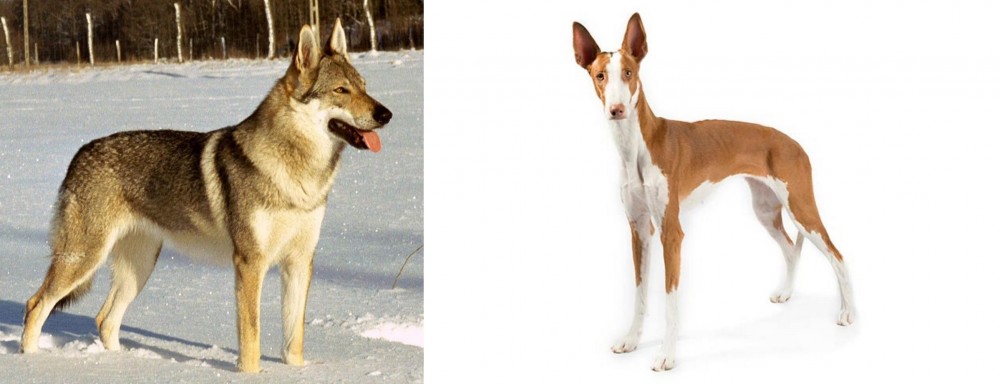 Ibizan Hound vs Czechoslovakian Wolfdog - Breed Comparison