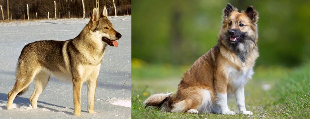 Icelandic Sheepdog vs Czechoslovakian Wolfdog - Breed Comparison