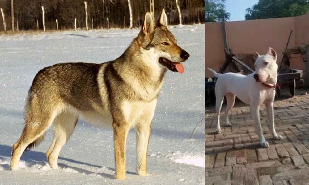 Indian Bull Terrier vs Czechoslovakian Wolfdog - Breed Comparison