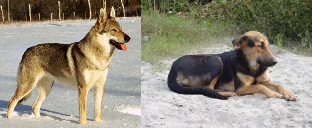 Indian Pariah Dog vs Czechoslovakian Wolfdog - Breed Comparison