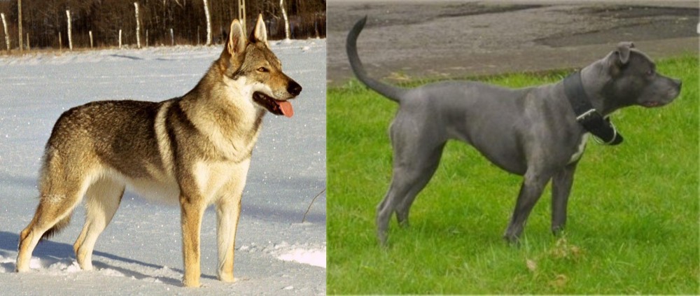 Irish Bull Terrier vs Czechoslovakian Wolfdog - Breed Comparison