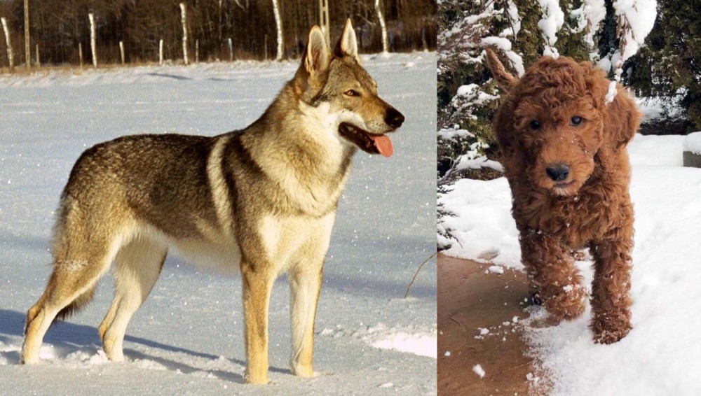 Irish Doodles vs Czechoslovakian Wolfdog - Breed Comparison