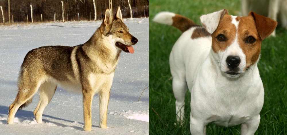 Irish Jack Russell vs Czechoslovakian Wolfdog - Breed Comparison