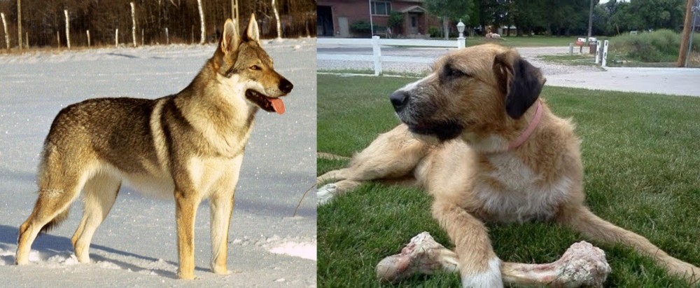 Irish Mastiff Hound vs Czechoslovakian Wolfdog - Breed Comparison