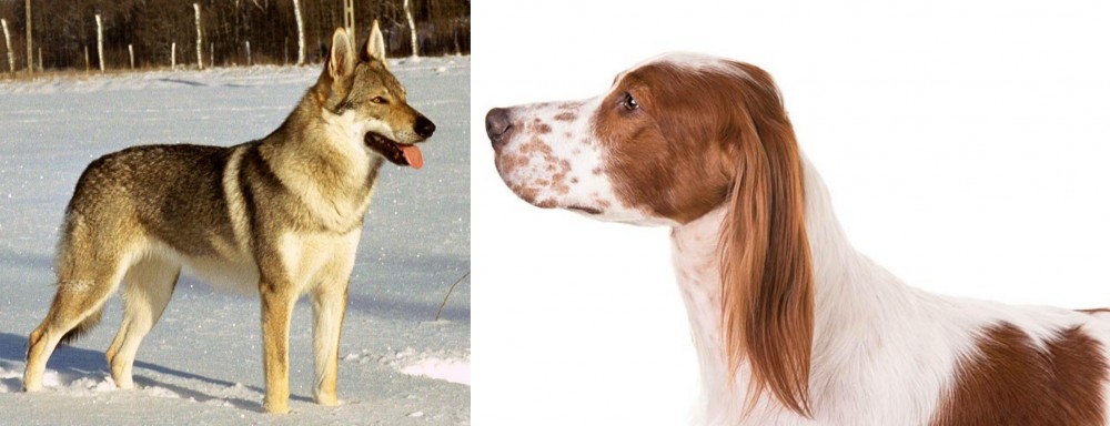 Irish Red and White Setter vs Czechoslovakian Wolfdog - Breed Comparison
