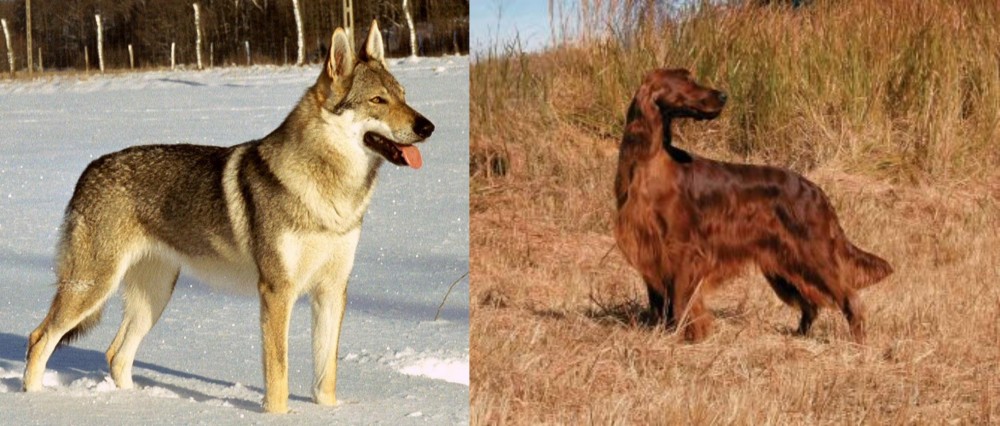 Irish Setter vs Czechoslovakian Wolfdog - Breed Comparison