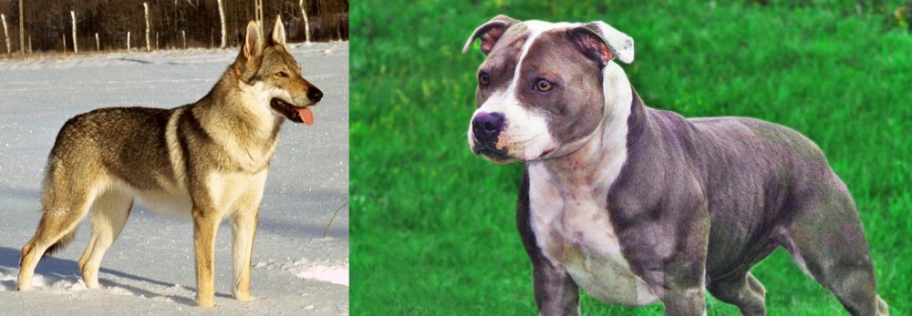Irish Staffordshire Bull Terrier vs Czechoslovakian Wolfdog - Breed Comparison