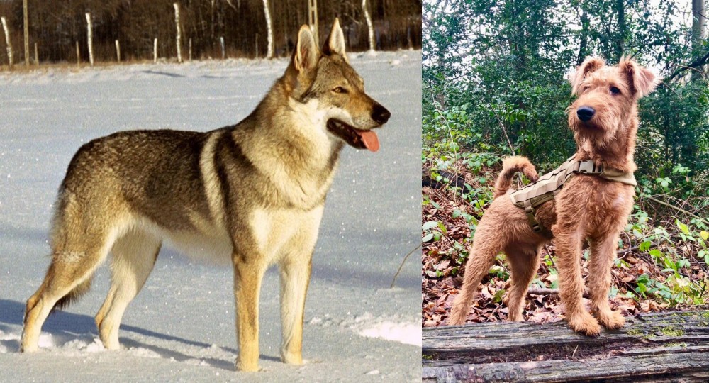 Irish Terrier vs Czechoslovakian Wolfdog - Breed Comparison