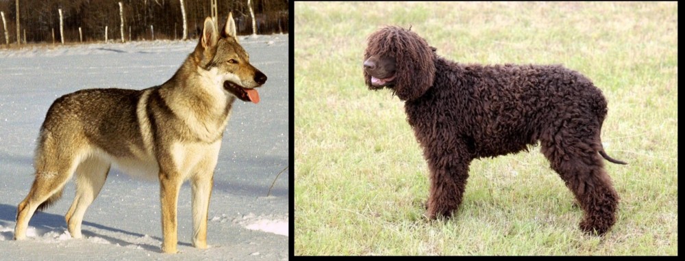 Irish Water Spaniel vs Czechoslovakian Wolfdog - Breed Comparison