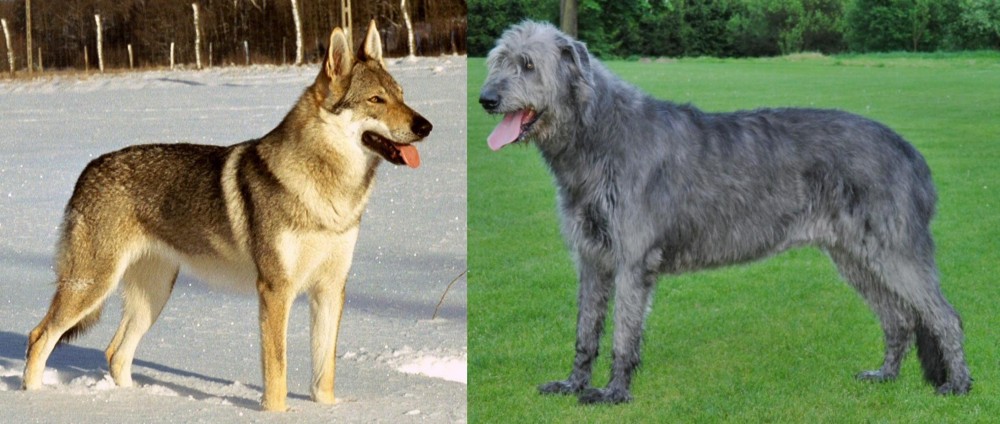 Irish Wolfhound vs Czechoslovakian Wolfdog - Breed Comparison