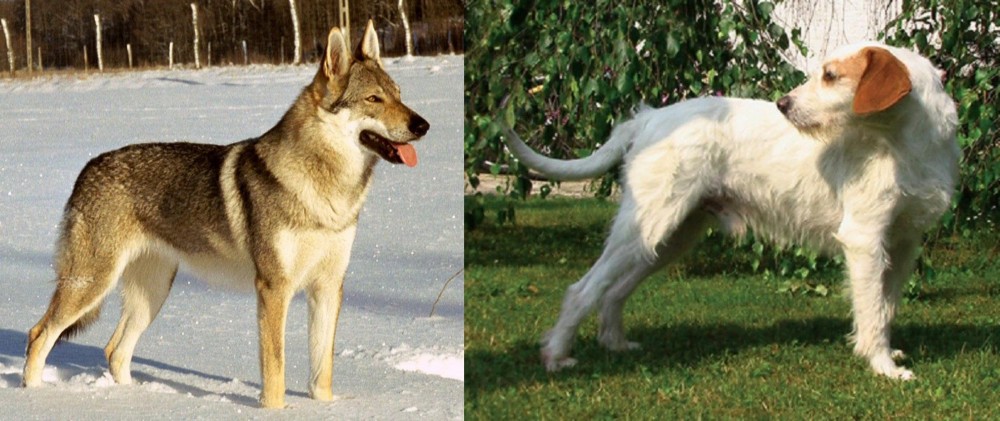 Istarski Ostrodlaki Gonic vs Czechoslovakian Wolfdog - Breed Comparison