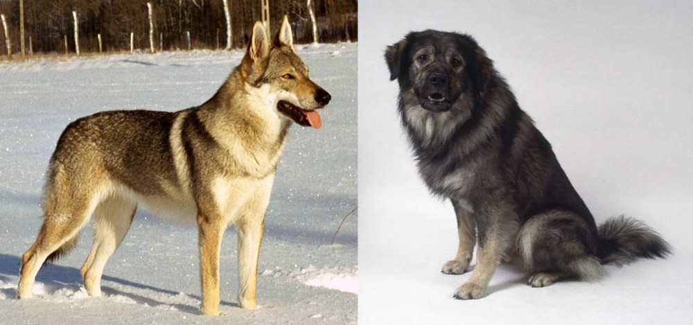 Istrian Sheepdog vs Czechoslovakian Wolfdog - Breed Comparison