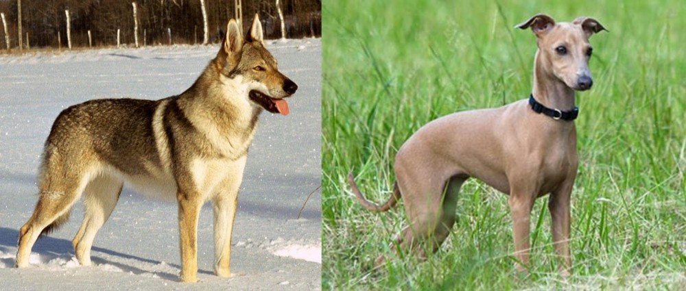 Italian Greyhound vs Czechoslovakian Wolfdog - Breed Comparison