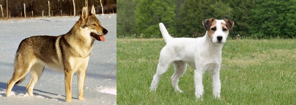 Jack Russell Terrier vs Czechoslovakian Wolfdog - Breed Comparison